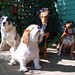 Charles Bean Photo 41