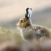 Dawn Hare Photo 25