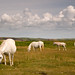 David Stackpole Photo 21