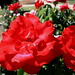 Rose Padua Photo 31