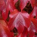 Virginia Ivy Photo 27