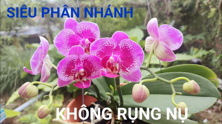Diep Phan Photo 20