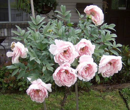 Joy Livingstone Photo 1