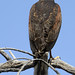 Vernon Harris Photo 47