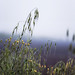 Mark Campagna Photo 28