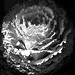 Rose Fulton Photo 25