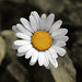 Daisy Sun Photo 30