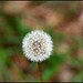 Donna Weed Photo 31