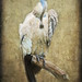 Donald Feathers Photo 14