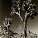 Joshua Cool Photo 25