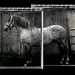 Susan Vito Photo 20