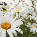 Daisy Middleton Photo 14