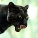 Chad Leopard Photo 18