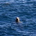 Diane Seal Photo 28