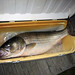 Jim Baugh Photo 38