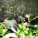 Emil Pela Photo 16