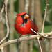 Craig Cardinal Photo 27