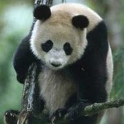 Philip Ho Photo 11
