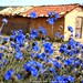 Claudia Flores Photo 57