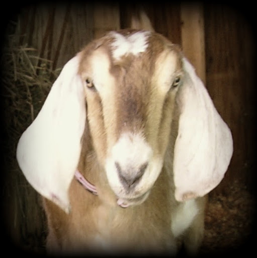 Sylvia Hayward Photo 7