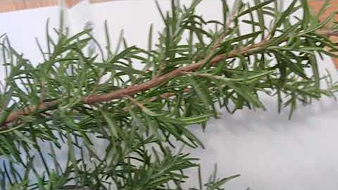 Rosemary Pak Photo 2