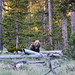 Frank Bear Photo 30