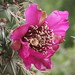 Flora Davis Photo 39