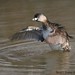 David Grebe Photo 28