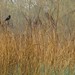 April Meadows Photo 37