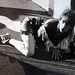Jan Ballard Photo 35