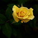 Rose Kerns Photo 22