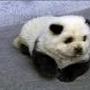 Ling Wong Photo 26
