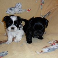 Cherrie Brown Photo 1