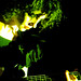 Vincent Cross Photo 38