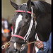 Jeff Mullins Photo 45