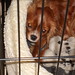 Charles Cage Photo 19