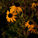 Susan Field Photo 43