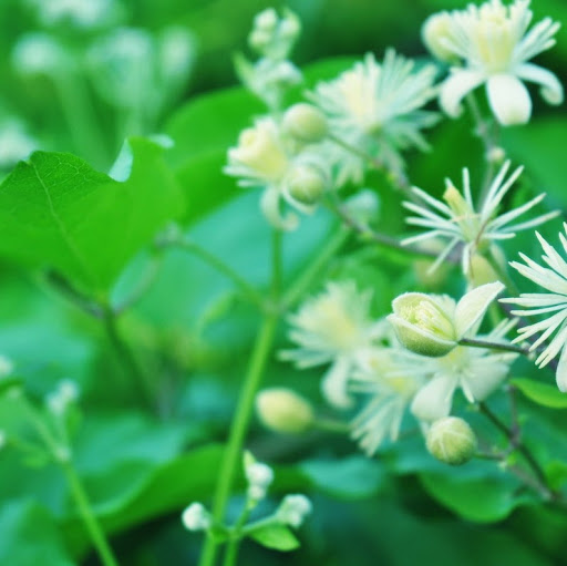 Linh Bui Photo 10