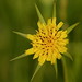 Daisy Beard Photo 20