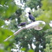Virginia Crow Photo 21