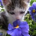 Pansy Foster Photo 19