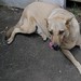 Wally Cross Photo 19