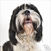 Sherry Watson Photo 43