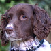 Max English Photo 28