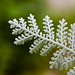 Dusty Miller Photo 44