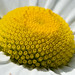 Daisy Head Photo 19