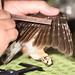 Dave Gifford Photo 39