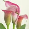 Wendy Chow Photo 12