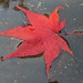 Marilyn Helmers Photo 12