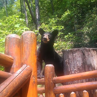 Dianne Long Photo 9